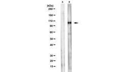 GCP2, Mouse anti-Mouse, Chicken, Human, Frog, Fish, Clone: GCP2-02, Millipore